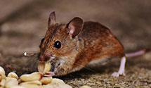 24 Hour & Emergency Exterminators in Totowa, NJ